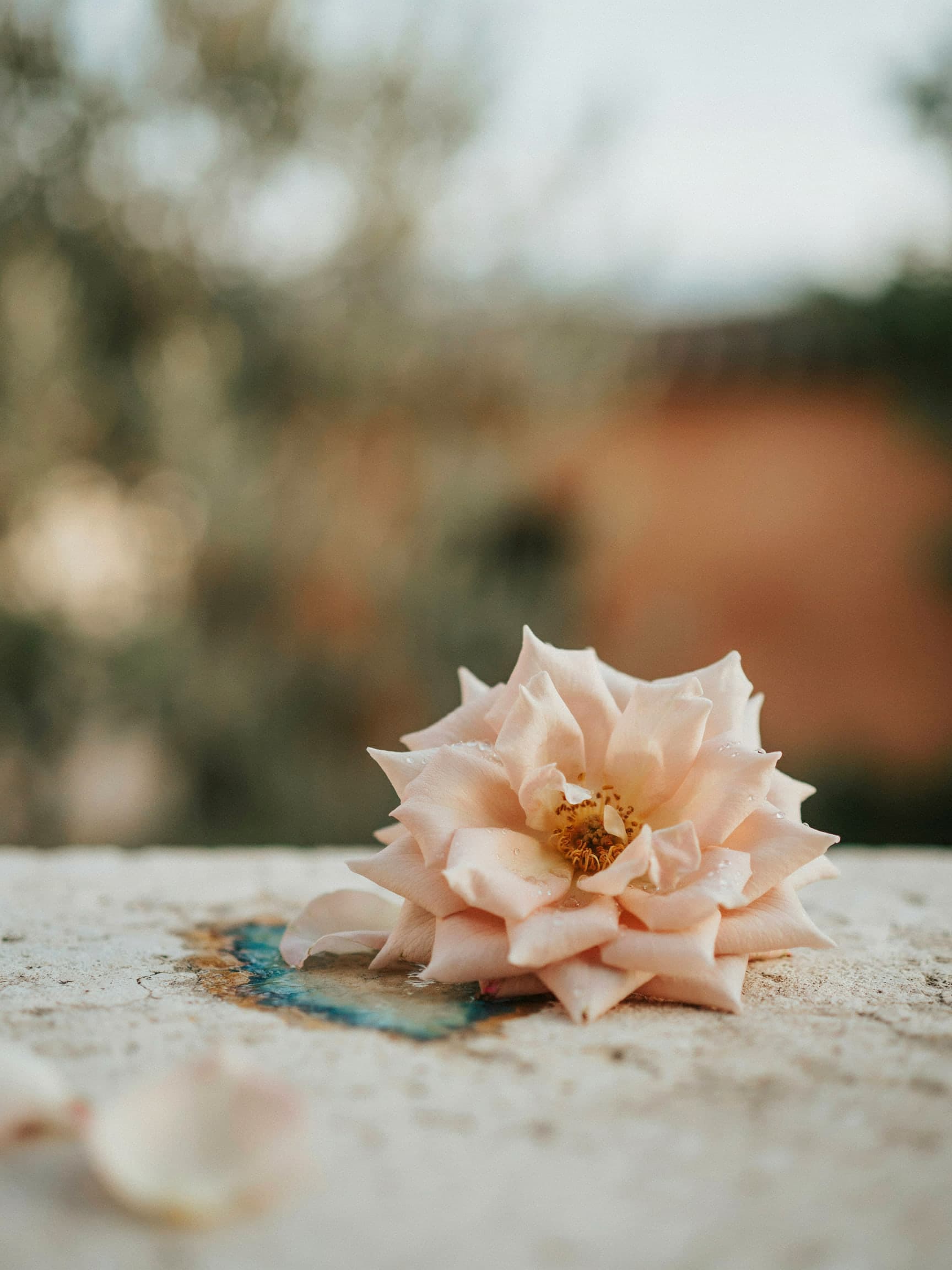 A single open rose on a white stone ledge in early light.