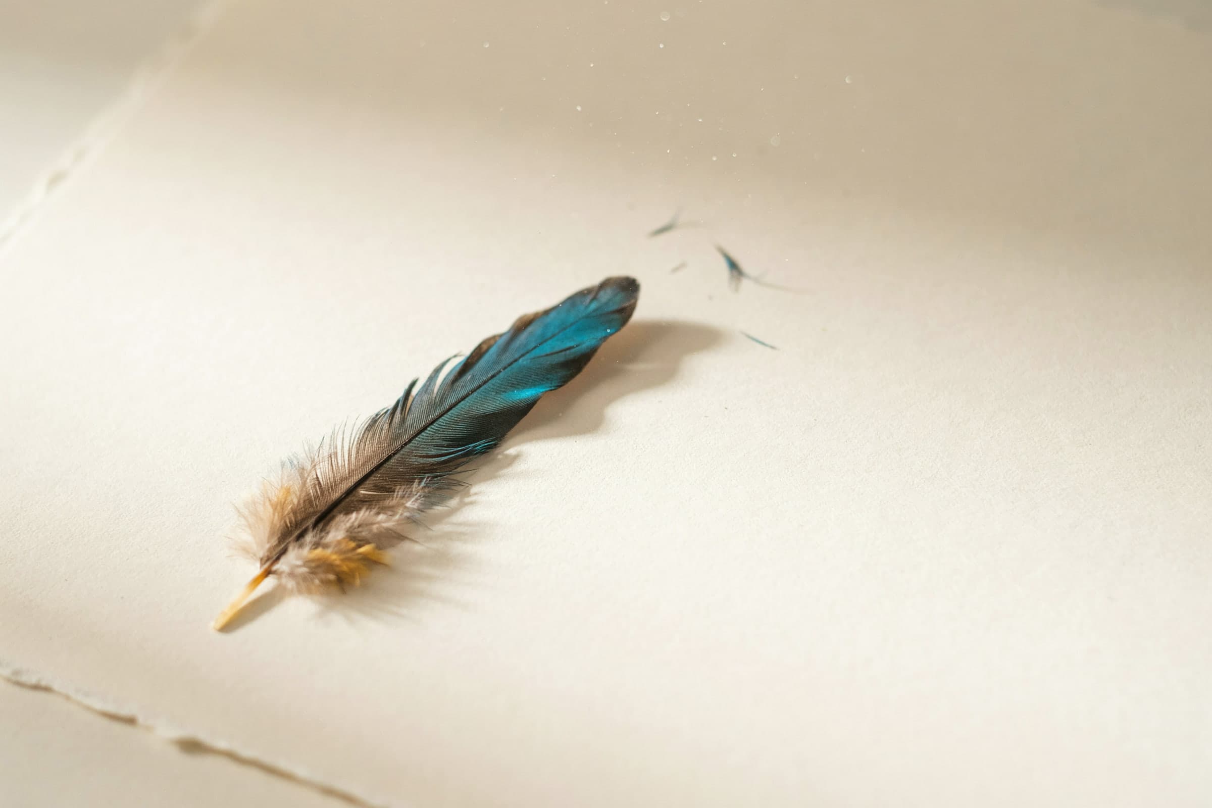 A single kingfisher feather, electric blue, on ivory paper.