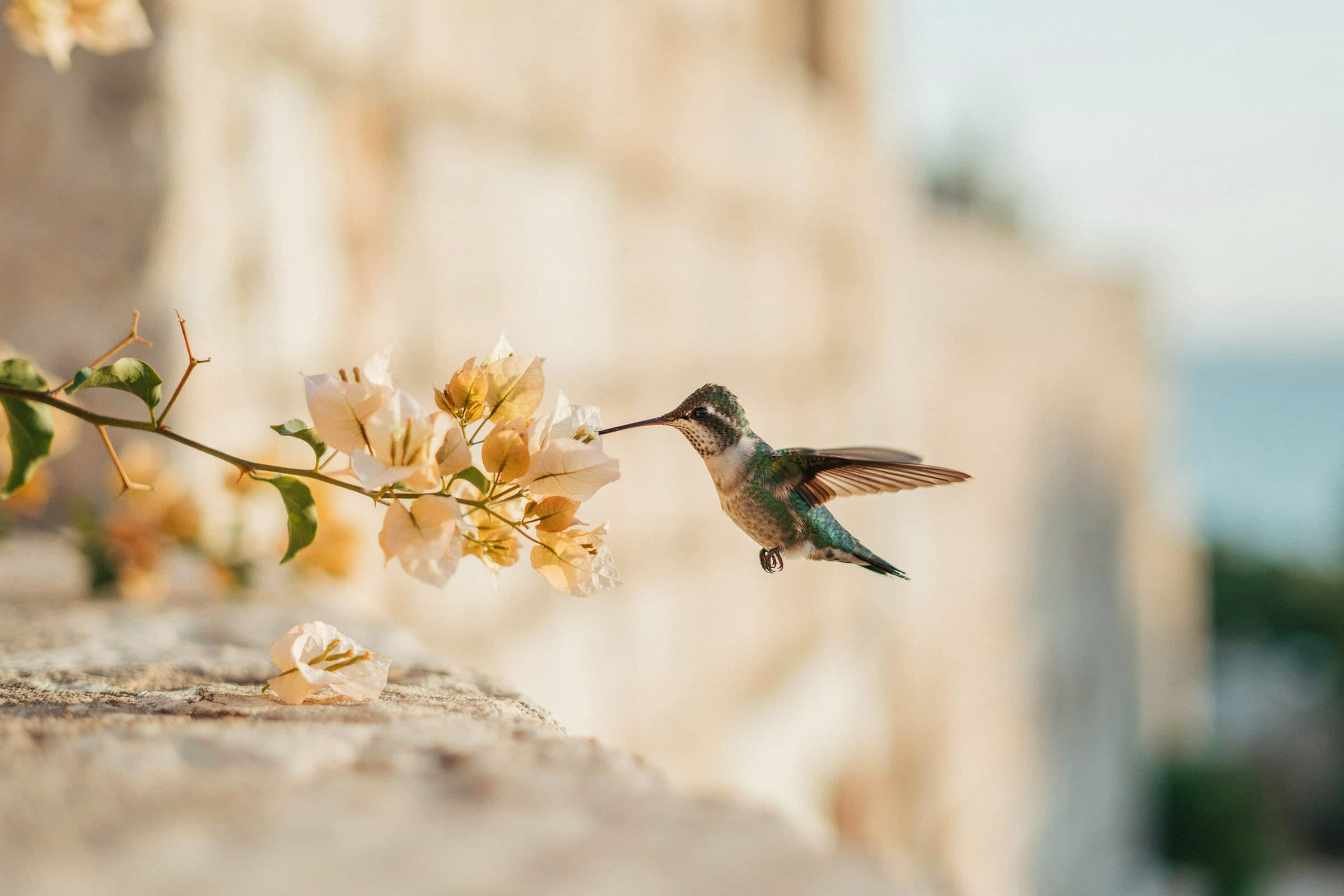 A hummingbird at a branch of pale bougainvillea in the evening sun.